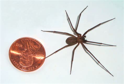 Dangerous Vegas Spiders Las Vegas Pest Control Companies