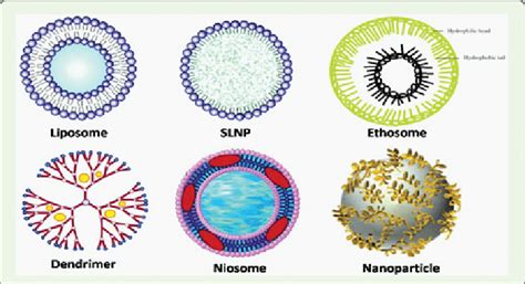 An Overview Of Different Drug Carriers Used In Transdermal Drug