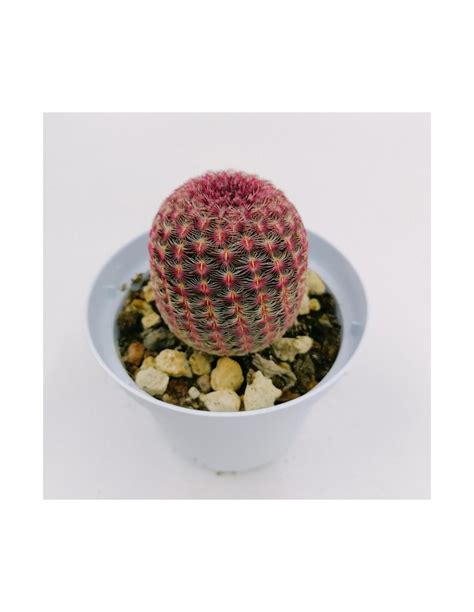 Echinocereus Rigidissimus Subs Rubispinus Pot 10 Agricactus It