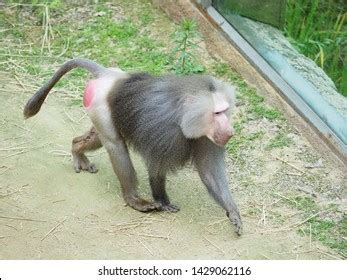 60 Red ass monkey Images, Stock Photos & Vectors | Shutterstock