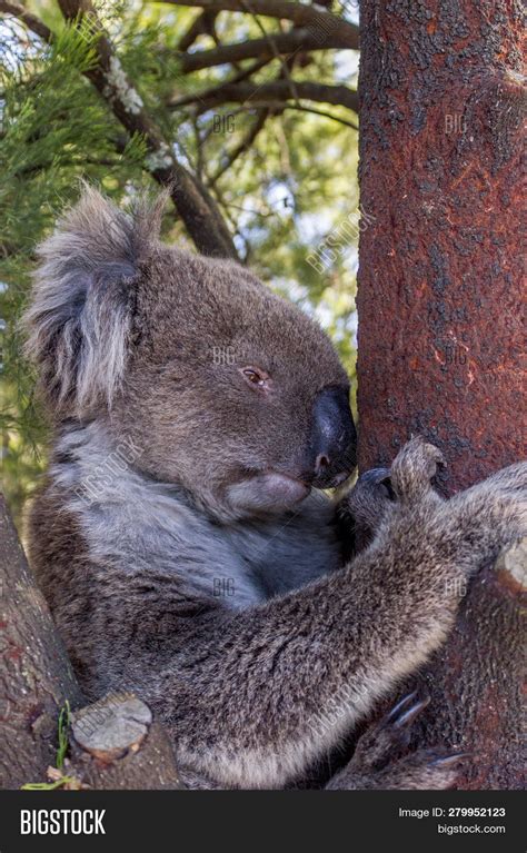 Wild Koala Bear Tree Image And Photo Free Trial Bigstock