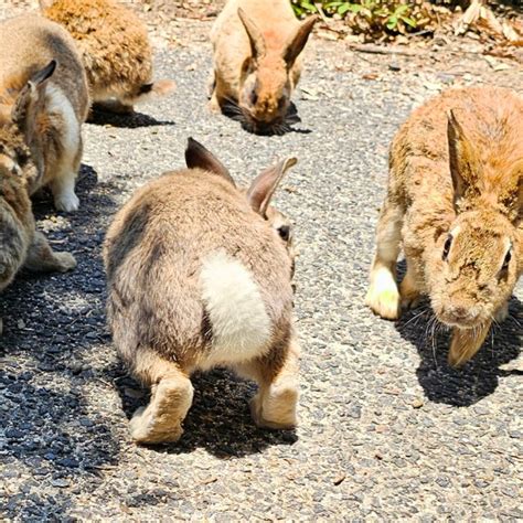 Okunoshima Island aka Rabbit Island in Japan: 1-Day Itinerary