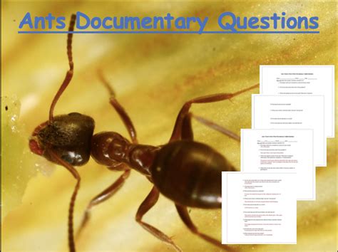 Ants Documentary And Questions Teaching Resources