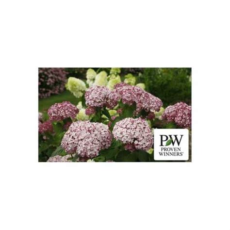 Hydrangea Incrediball Blush PW 3 Gal Hands Garden Center