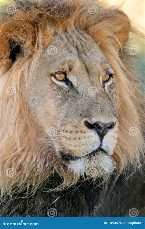 Big Male Lion Stock Image Image Of Nature Predator Desert 1493575