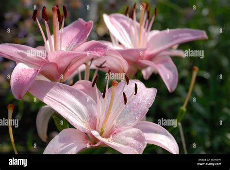 lily bloom australia  jerry saffold blog
