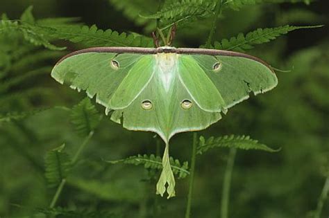 Giant Silk Moth Cocoon | Kim Smith Films