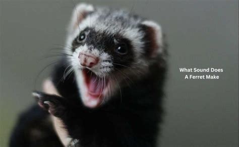 What Sound Does a Ferret Make? [Common Sounds with Meaning]| Ferret Adviser