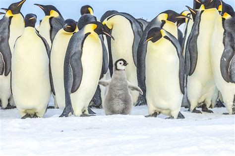 How tourists could be making Antarctica's penguins sick - Lonely Planet