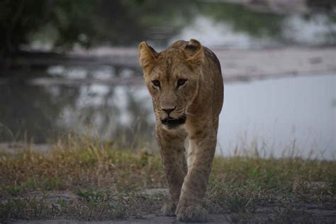 Chobe Lion Pride Mankwe Tented Retreat Botswana Lions