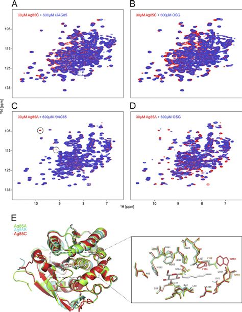 ag binds   agc   ag family  revealed  nmr