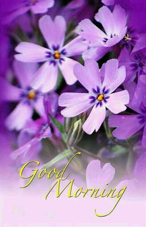 Good Morning Wishes With Orchid Flowers Good Morning Motivational Quotes