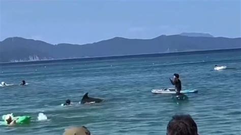 Enraged Dolphin Attacks Swimmers At Japanese Beach Au