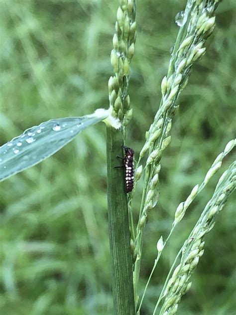 Transverse Ladybird Beetle – Coccinella transversalis | Mount Gravatt