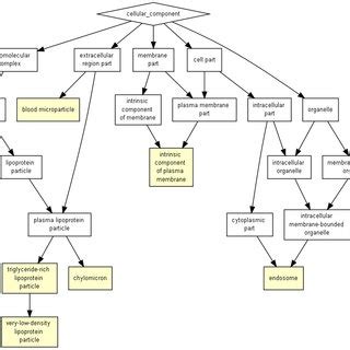 Directed Acyclic Graph (DAG) visualization for cellular component terms ...