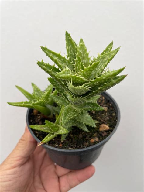 Aloe Juvena Pote Cat Logo Vando Fabi Cactus E Suculentas