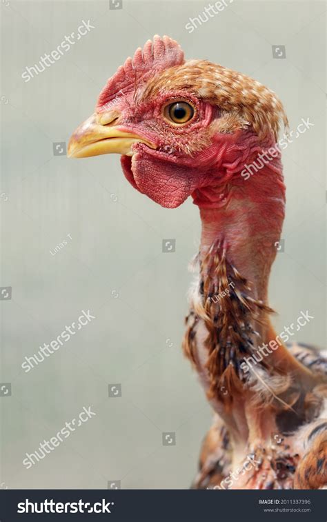 Free Range Naked Neck Chicken Portrait Stock Photo Shutterstock