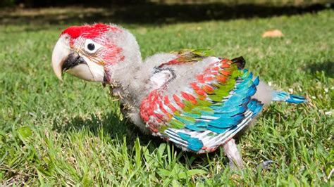 Cómo Es La Respiración Del Guacamayo Loros Y Guacamayos