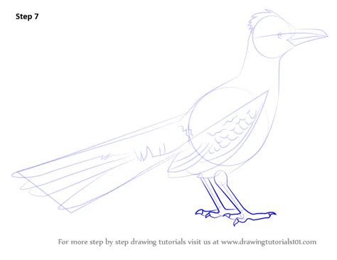 Learn How To Draw A Greater Roadrunner Birds Step By Step Drawing