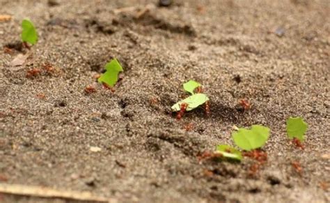 La Importancia De La Biodiversidad Del Suelo Elblogverde Otosection