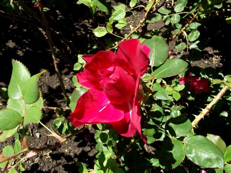 Rosa Quadra Rosaceae Twacar Flickr