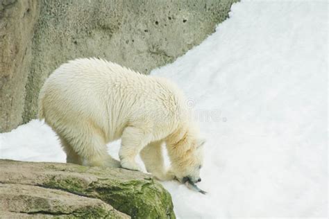 Cute bear eating a fish stock image. Image of seasonally - 73005895