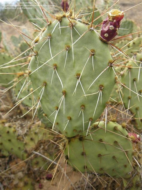 Plantfiles Pictures Opuntia Species Mojave Prickly Pear Tulip