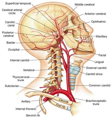 The Cardiovascular System Of The Head And Neck Arteries Anatomy