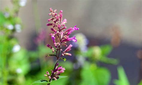 Hummingbirds in Florida: 10 Plants They Love and Seasonal Timing