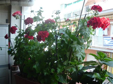 Mis Plantas Trucos Y Consejos Flores De Mis Geranios