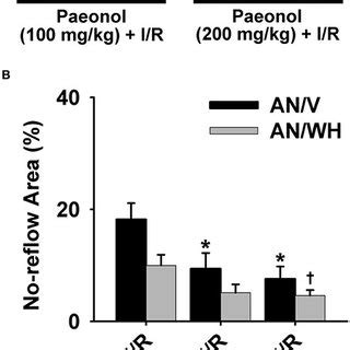 Effects Of Paeonol On Myocardial Infarct Area In Ischemia Reperfusion