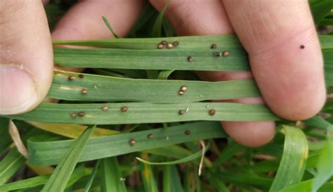 ¿cómo Podemos Integrar A Los Insectos Benéficos Al Control De Plagas Aappce