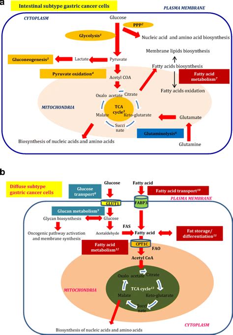 Schematic And Pathway Overview Of The Dysregulation Of Glucose