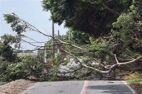 軒嵐諾外圍環流來襲 強風吹落鷹架、路樹倒塌 上報 焦點