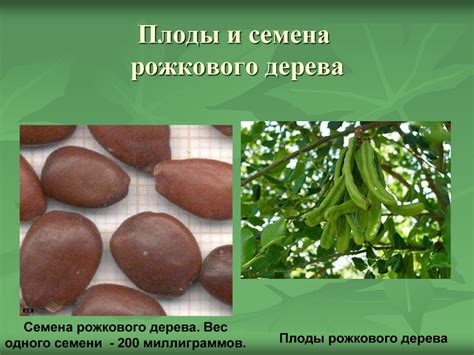 Семя, его строение и значение - презентация онлайн
