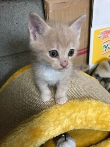 子猫ちゃんの里親さん募集中 ゆきっぺ 熊山の猫の里親募集｜ジモティー