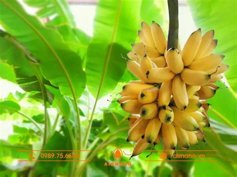 chuoi cau dac diem va cach trong don gian