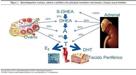 A vital importância da testosterona para a mulher Dr André Vinícius