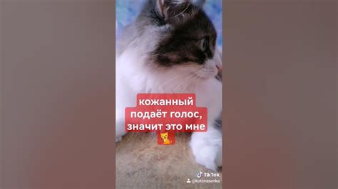 Кот лезет когда говорю по телефону #котовасенька #котики #cat - YouTube