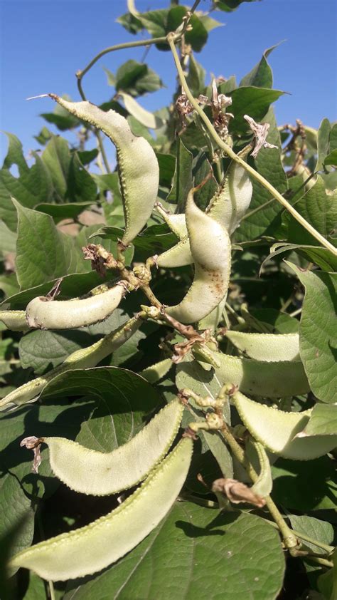 beans plant  image  kiran   pixahivecom