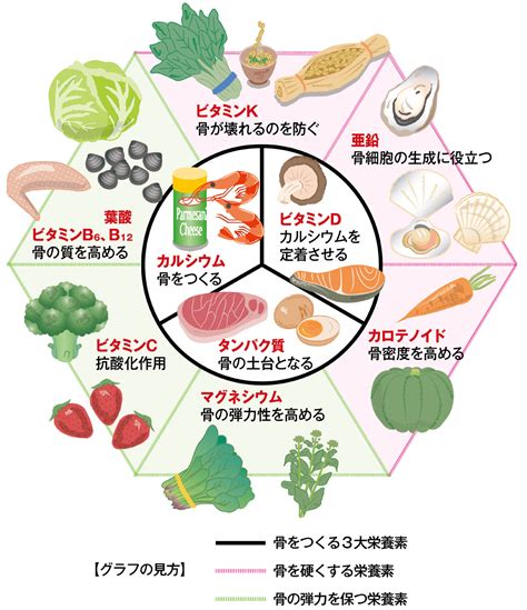 「丈夫な骨作り」骨を作る、硬くする、弾力を保つ、それぞれの栄養素とは？