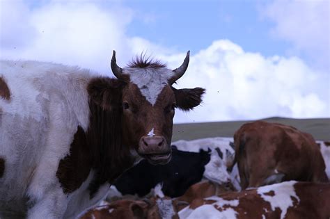 Mongolian Cattle