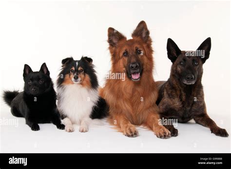 Schipperke German Shepherd Mix Atelier Yuwaciaojp
