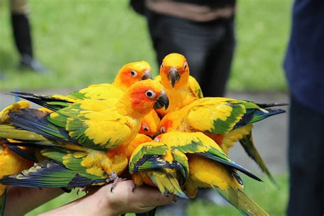 Sun Conures - ZooChat