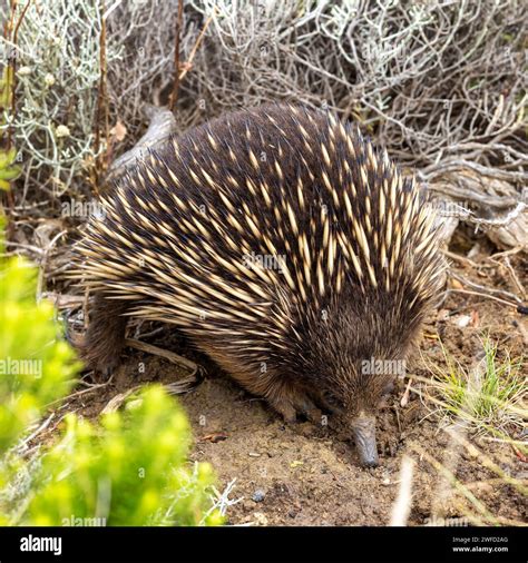 Echidna Habitat Hi Res Stock Photography And Images Alamy