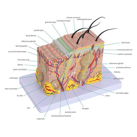 Skin Structure Labeled Diagram 9