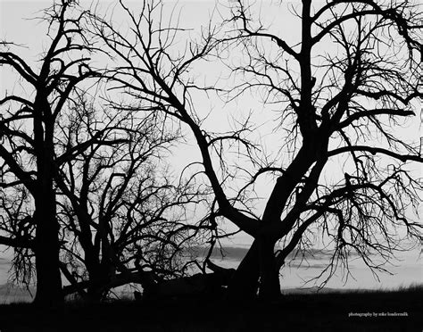 Naked Tree Bw Iv Photograph By Mike Loudermilk Pixels