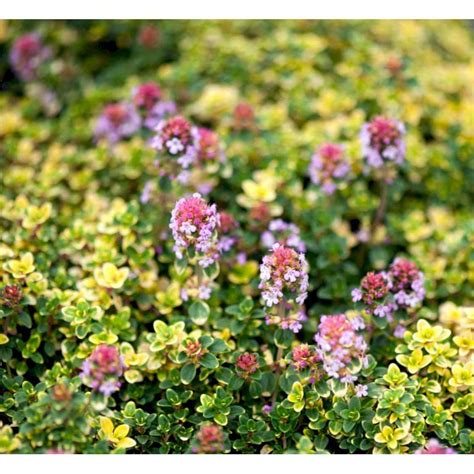 Citrontimian 'Doone Valley' - Krydderurter - Plantetorvet.dk
