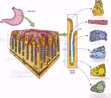 Stomach Cell Diagram