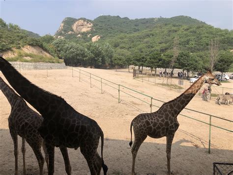 2021八达岭野生动物世界 旅游攻略 门票 地址 问答 游记点评，北京旅游旅游景点推荐 去哪儿攻略